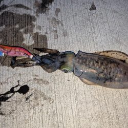 朝マズメの短時間勝負